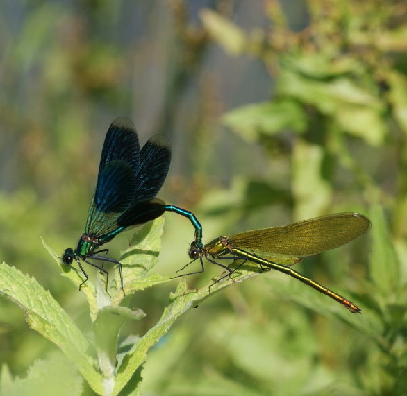 Blaufluegel-Prachtlibelle-DSC08308-600 Blaufluegel-Prachtlibelle-DSC08308-600